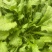 荠菜山东百亩荠菜种植基地水荠菜荠菜味浓现挖现发
