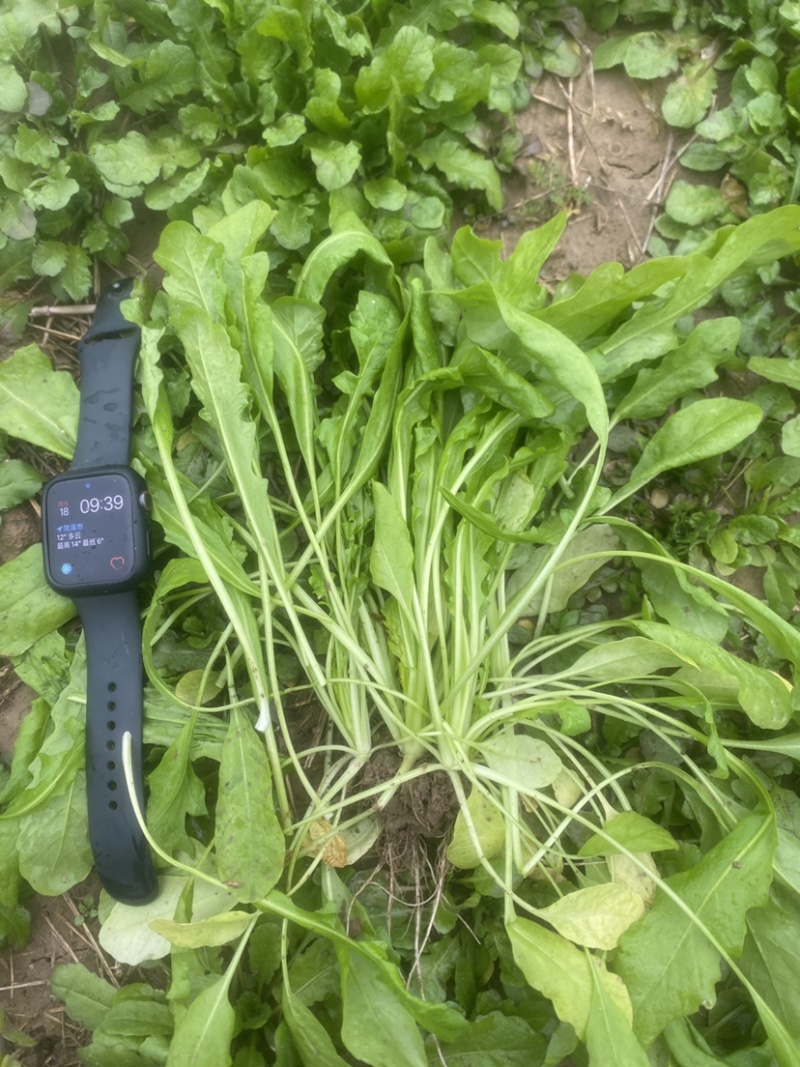 荠菜山东百亩荠菜种植基地水荠菜荠菜味浓现挖现发