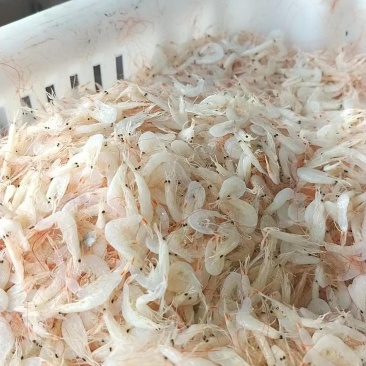 海产品虾皮海虾