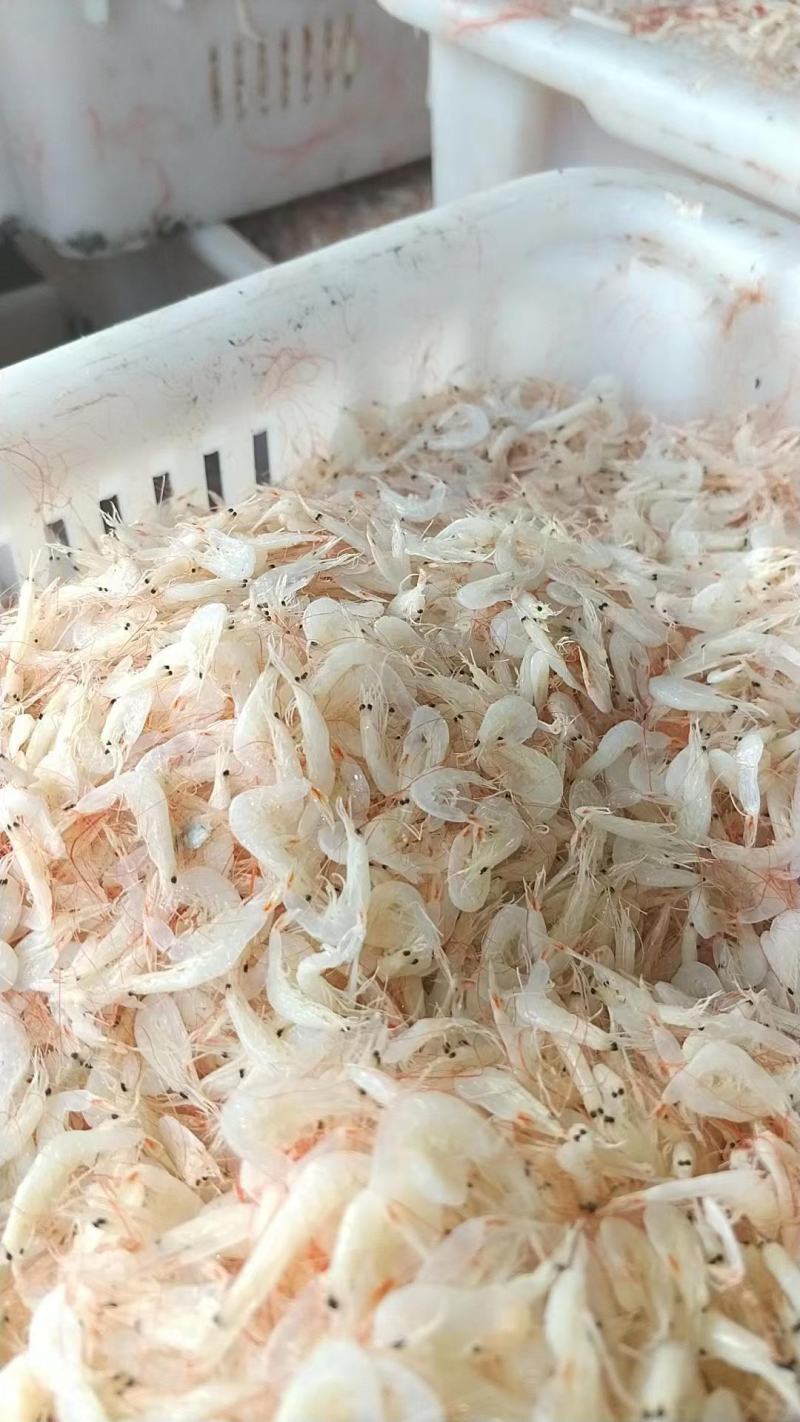 海产品虾皮海虾