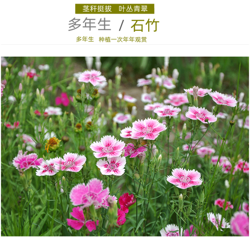 五彩石竹种子欧石竹初吻花种籽四季播混色易种活常夏石竹阳台