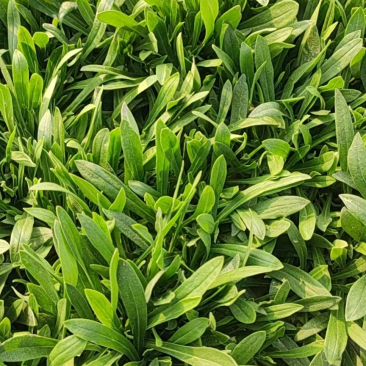 面条菜基地自产每天现挖现发货源充足
