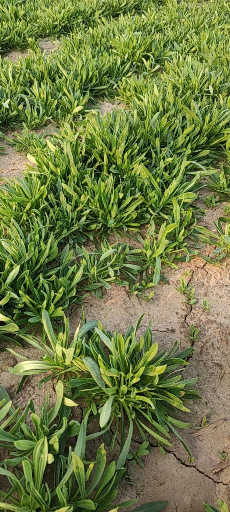 面条菜基地自产每天现挖现发货源充足