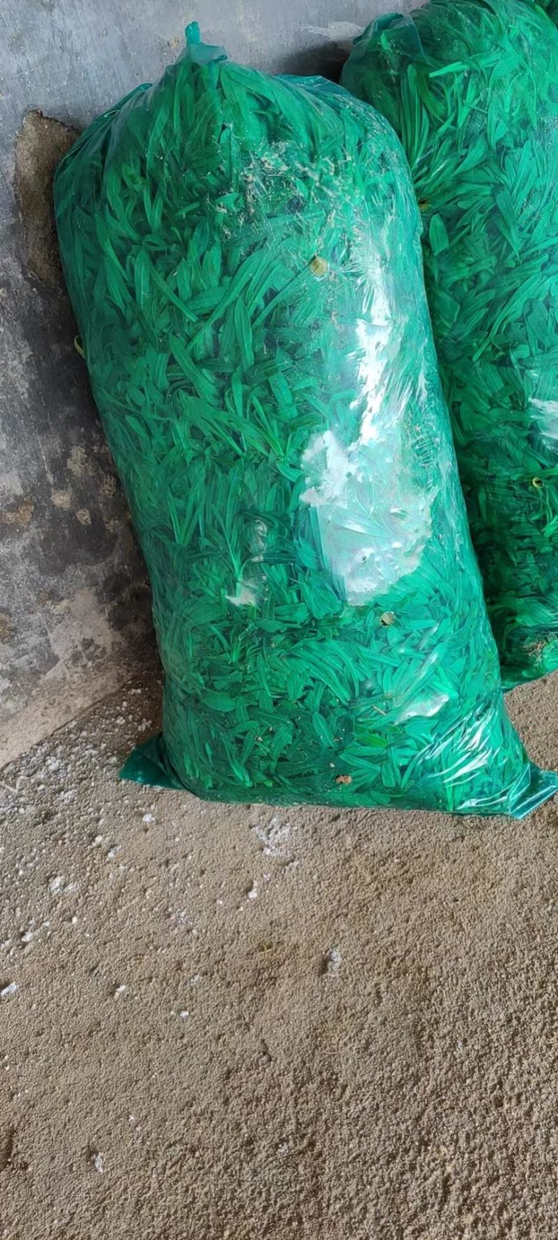 面条菜基地自产每天现挖现发货源充足