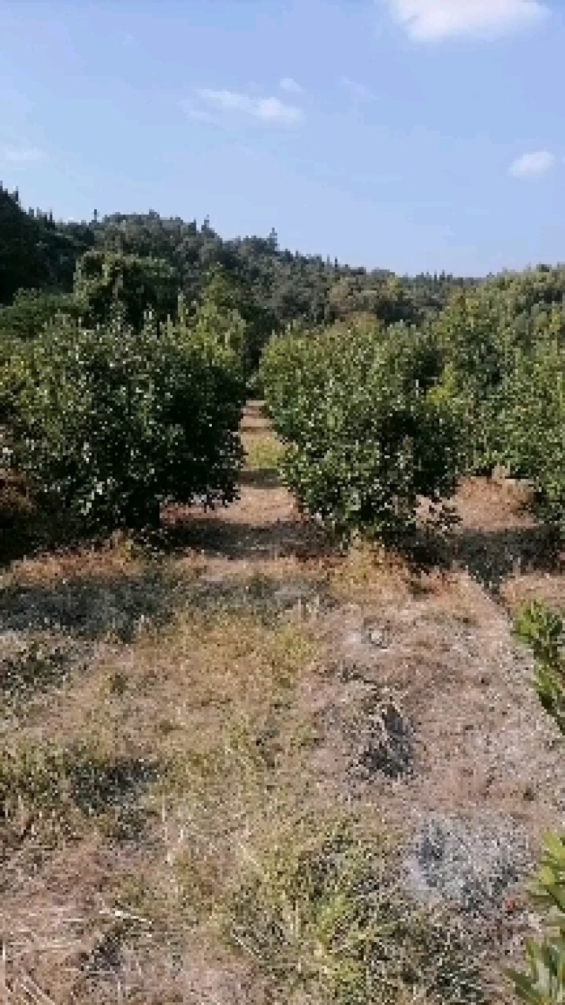 供应优质精品台梅，杨梅苗，果大含糖量高，口感好果子