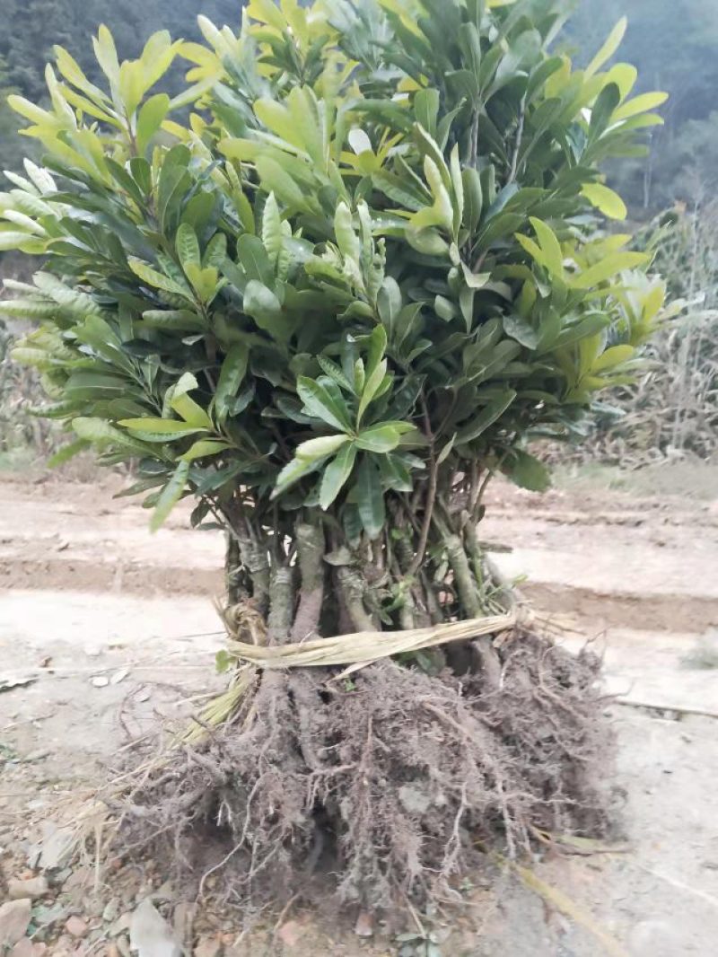 供应优质精品台梅，杨梅苗，果大含糖量高，口感好果子