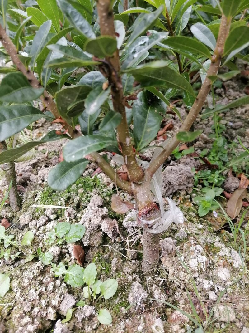 供应优质精品台梅，杨梅苗，果大含糖量高，口感好果子