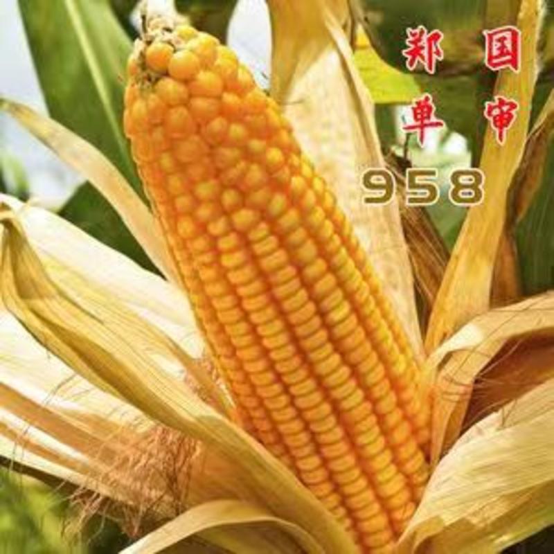 DH~郑单958玉米抗病抗倒稳产丰产适应性强籽粒饱满。