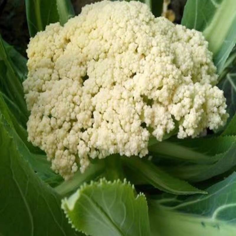 【菜花】湖北精品松花菜量大从优商超品质全国发货