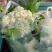 【菜花】湖北精品松花菜量大从优商超品质全国发货