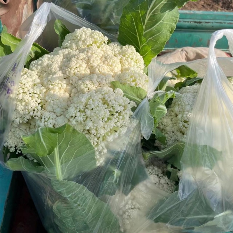 【菜花】湖北精品松花菜量大从优商超品质全国发货