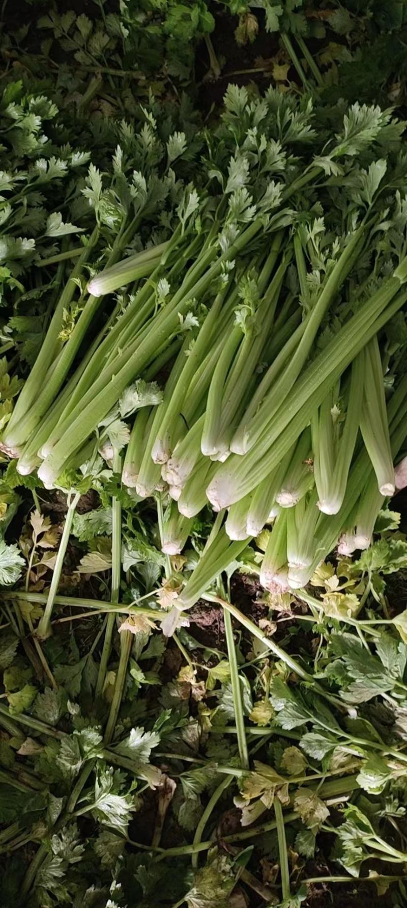 芹菜