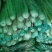 芹菜