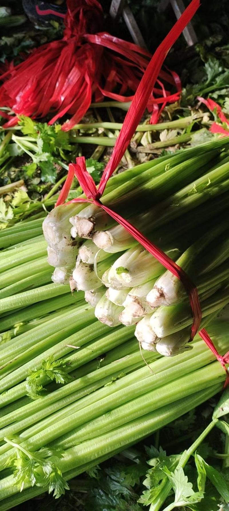 芹菜