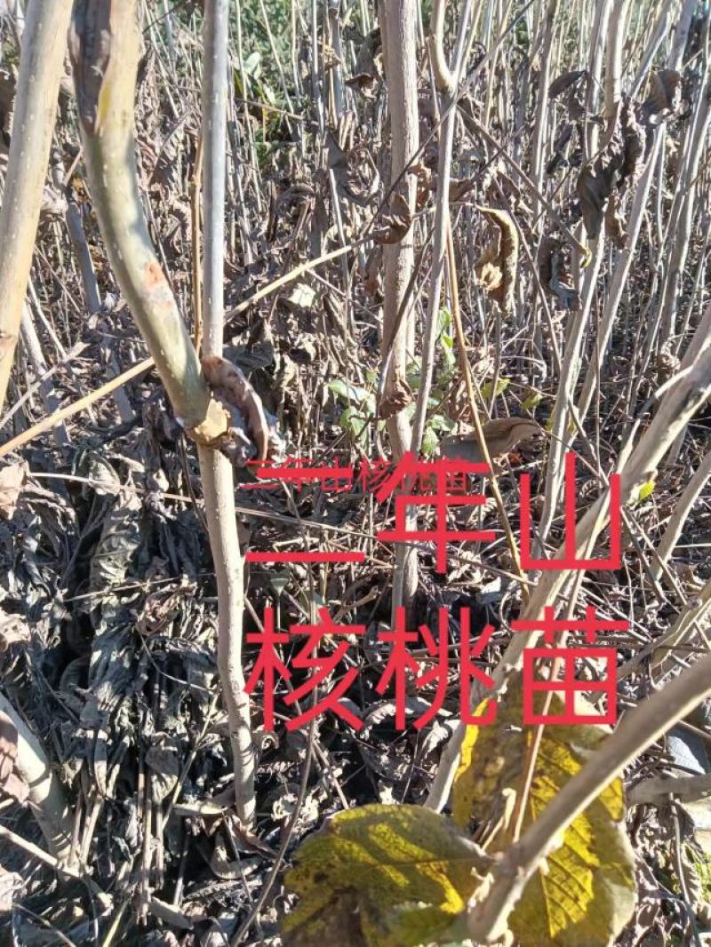 核桃苗！！！！！！！！！！！！！！！！！！