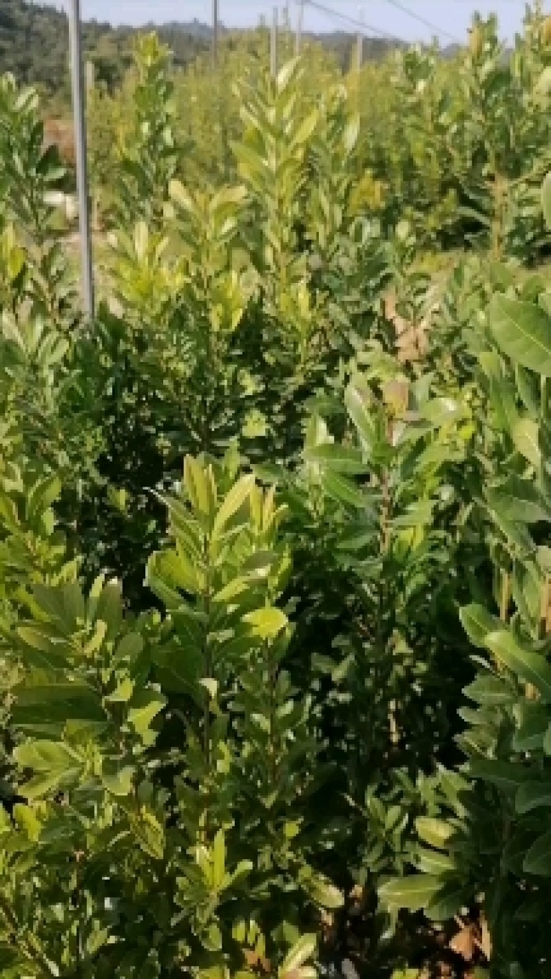 供应精品果子台梅苗，含糖量高，果子大口感好，种植简单。