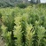 供应精品果子台梅苗，含糖量高，果子大口感好，种植简单。