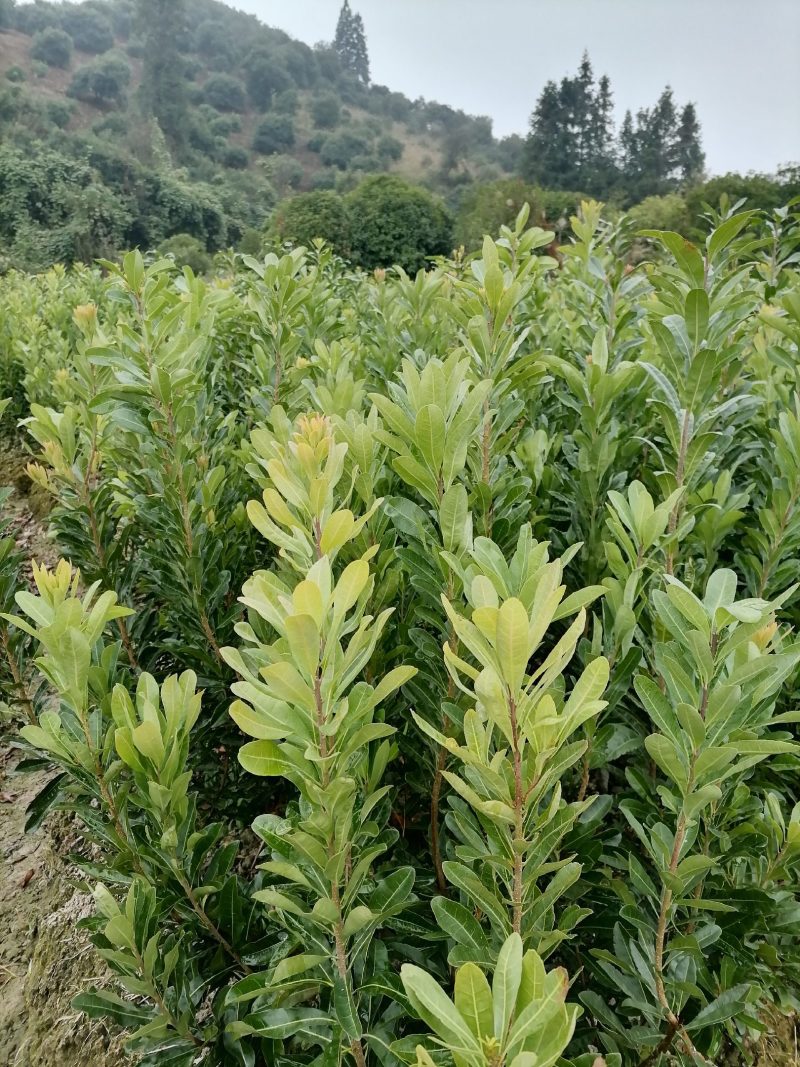 供应精品果子台梅苗，含糖量高，果子大口感好，种植简单。