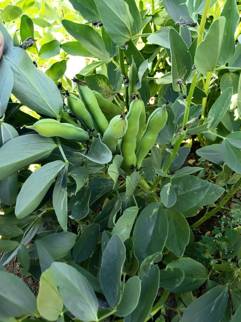 蚕豆