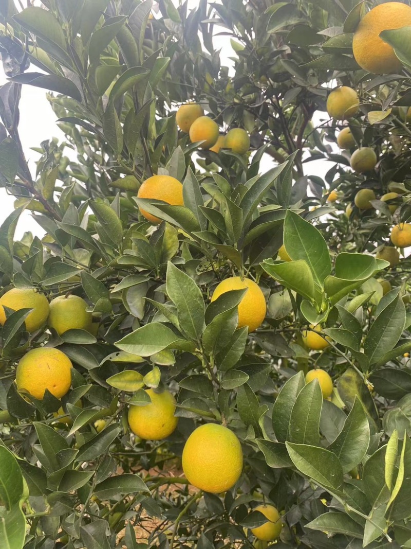 广西红江橙，白心橙大量有货，货源充足，欢迎咨询