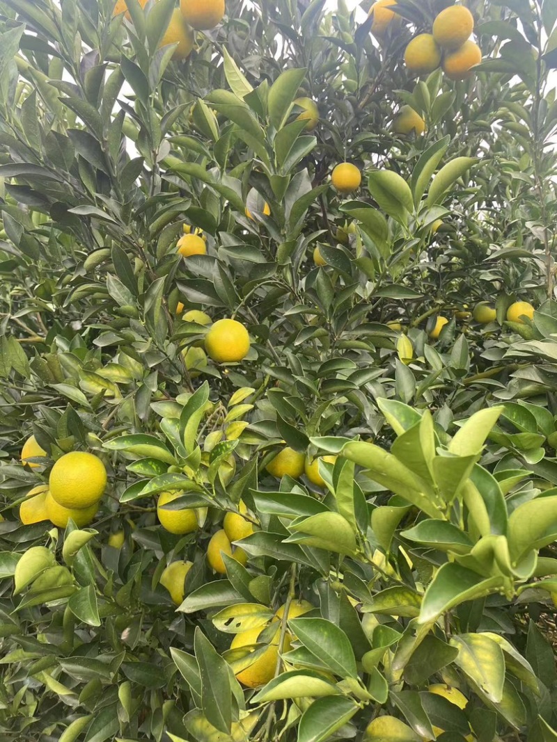 广西红江橙，白心橙大量有货，货源充足，欢迎咨询