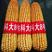 玉米种子农科大8号，抗倒伏，轴细粒粒饱满，保质保量。