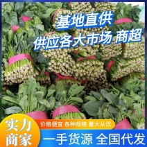 【实力商家】山东菠菜，聊城大叶菠菜，产地大量上市全国代发