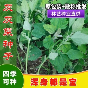 灰灰菜种子四季播养生菜野菜种植野生灰灰菜种子野菜蔬菜种子