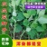 灰灰菜种子四季播养生菜野菜种植野生灰灰菜种子野菜蔬菜种子