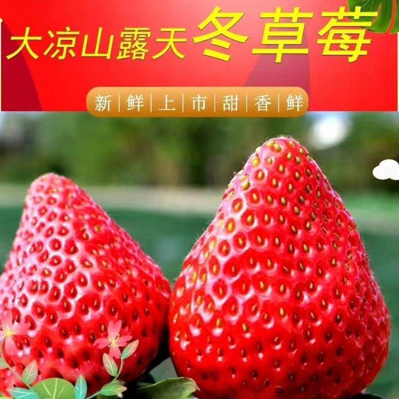大凉山露天种植冬草莓，颜色红亮，香味足。