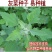 灰灰菜种子四季播养生菜野菜种植野生灰灰菜种子野菜蔬菜种子