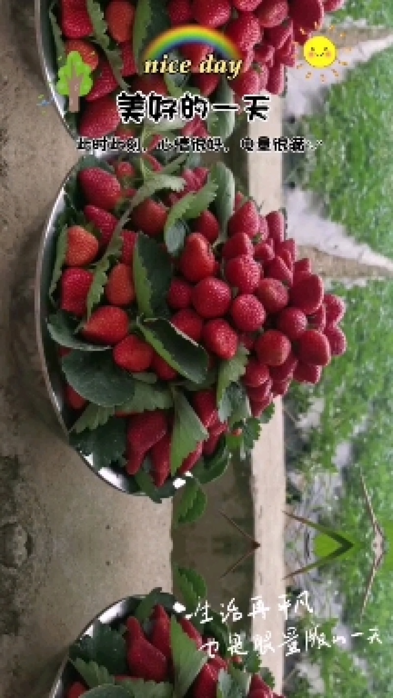 大凉山露天种植冬草莓，颜色红亮，香味足。