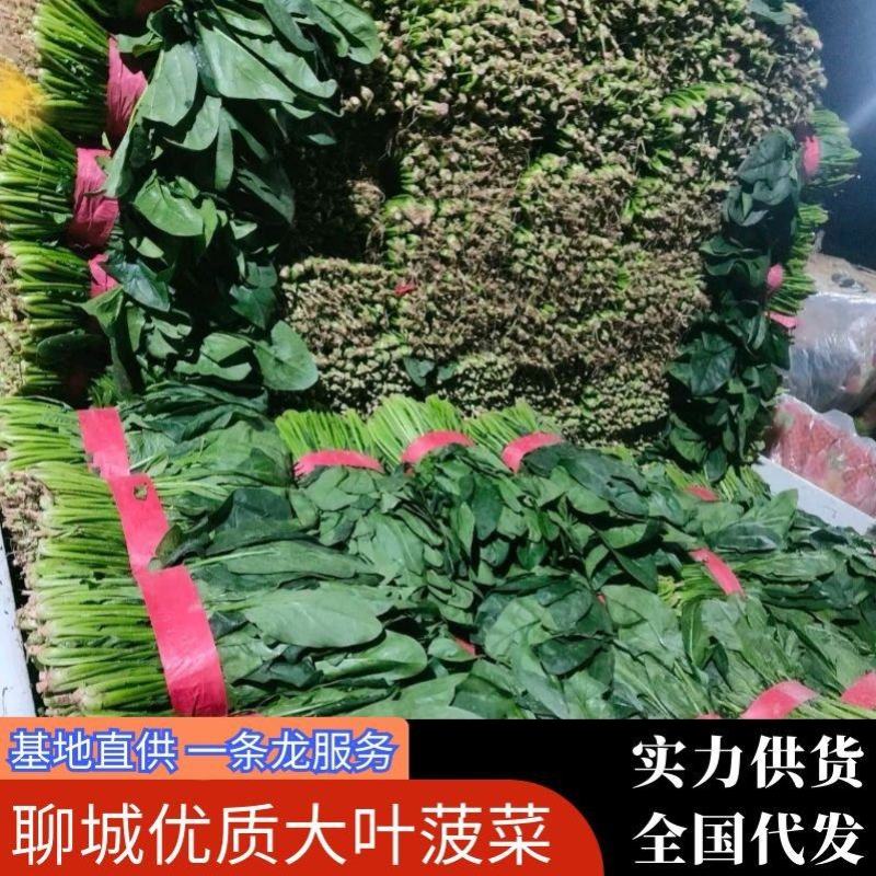 【推荐商家】精品大叶菠菜，山东大叶菠菜产地大量上市中