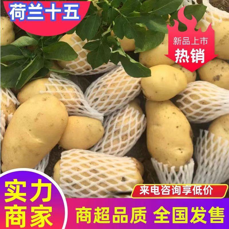 【优质土豆】土豆黄心土豆荷兰十五土豆产地大量供应