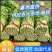 《实力商家》优质大棚西芹65cm起山东芹菜一手货源