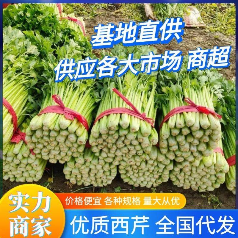 《实力商家》优质大棚西芹65cm起山东芹菜一手货源
