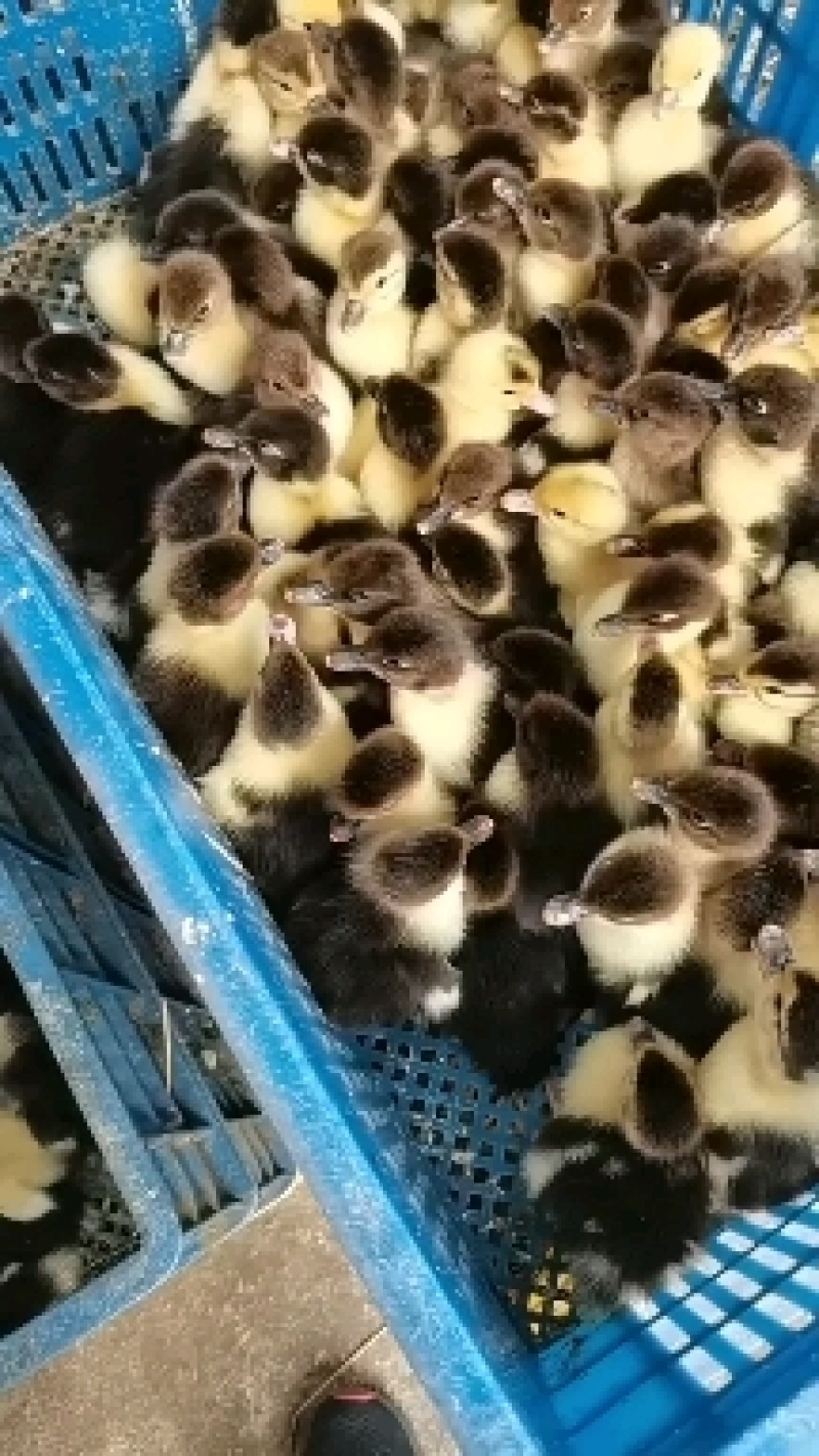 番鸭苗火鸭苗白番鸭苗玉巴巴里鸭苗玉土洋鸭苗哈包鸭苗旱鸭苗