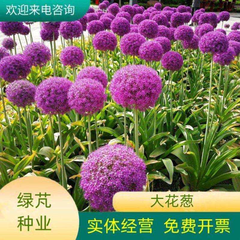 大花葱种球盆栽花卉植物室内室外均可种植质量保证