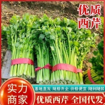 《推荐》优质大棚西芹65cm以上山东芹菜一手货源一条龙