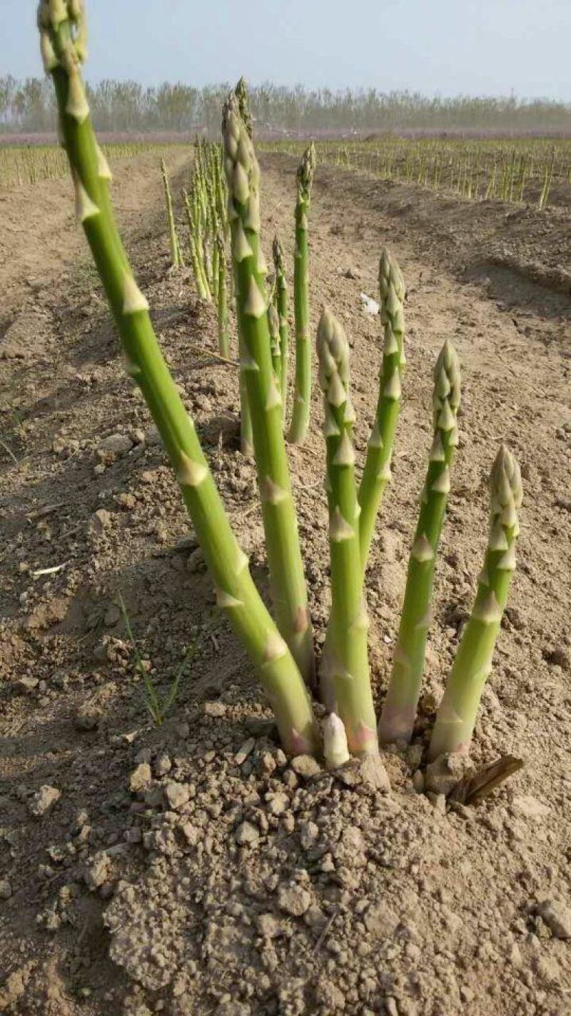 芦笋苗芦笋根苗庭院阳台盆栽绿植批发蔬菜苗三年苗四季种植