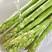 芦笋苗芦笋根苗庭院阳台盆栽绿植批发蔬菜苗三年苗四季种植