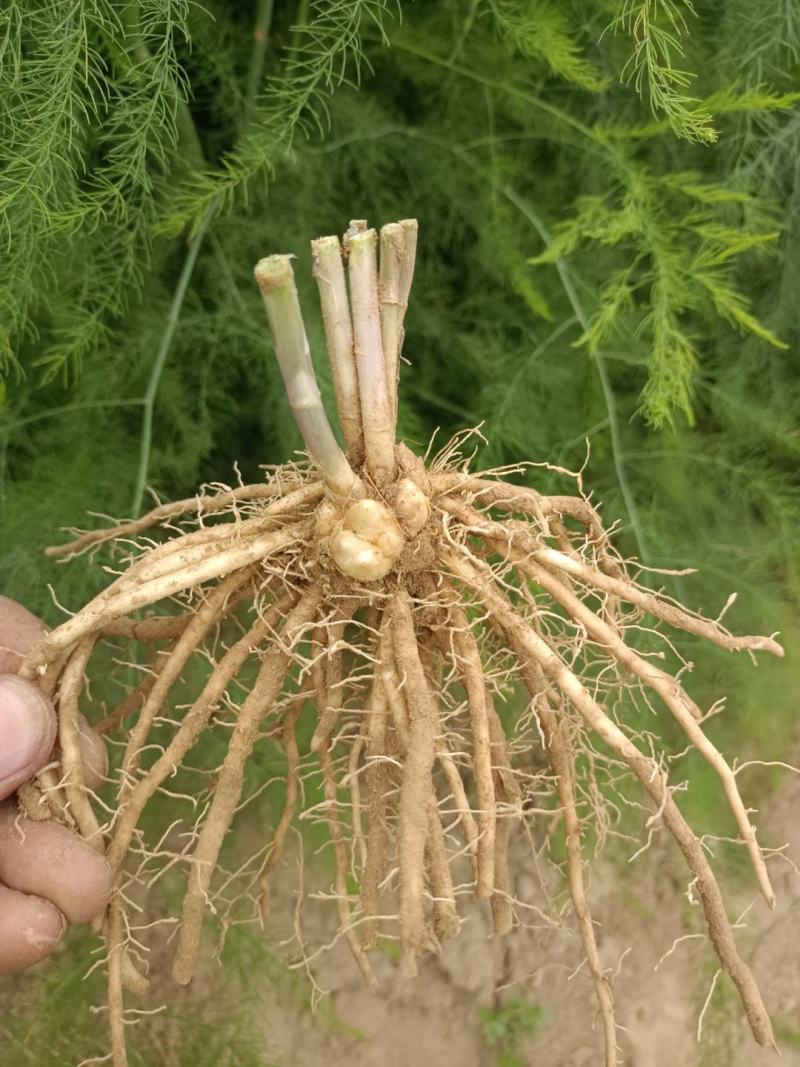 芦笋苗芦笋根苗庭院阳台盆栽绿植批发蔬菜苗三年苗四季种植