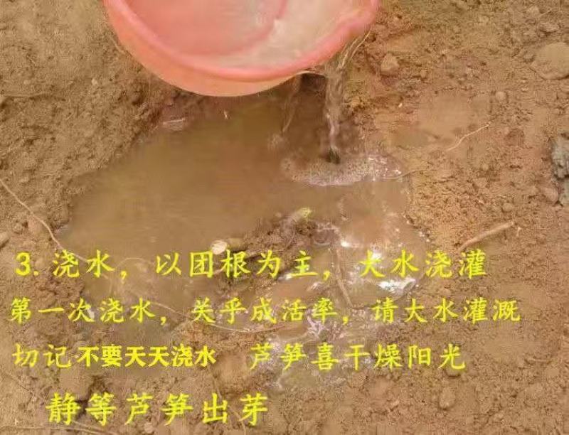 芦笋苗芦笋根苗庭院阳台盆栽绿植批发蔬菜苗三年苗四季种植