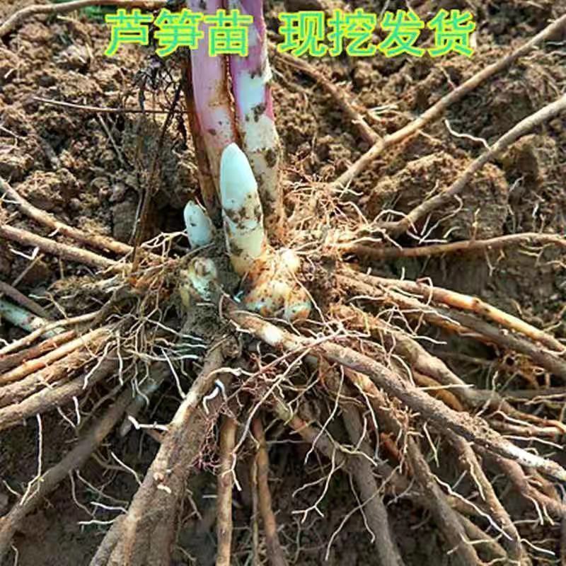芦笋苗芦笋根苗庭院阳台盆栽绿植批发蔬菜苗三年苗四季种植