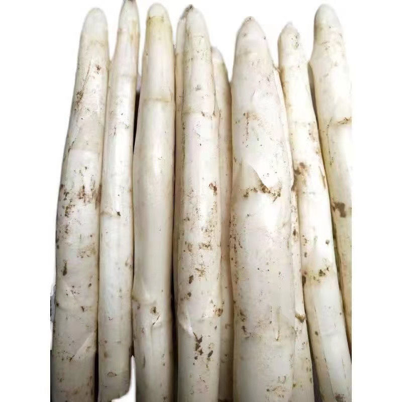 芦笋苗芦笋根苗庭院阳台盆栽绿植批发蔬菜苗三年苗四季种植