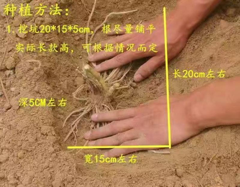 芦笋苗芦笋根苗庭院阳台盆栽绿植批发蔬菜苗三年苗四季种植