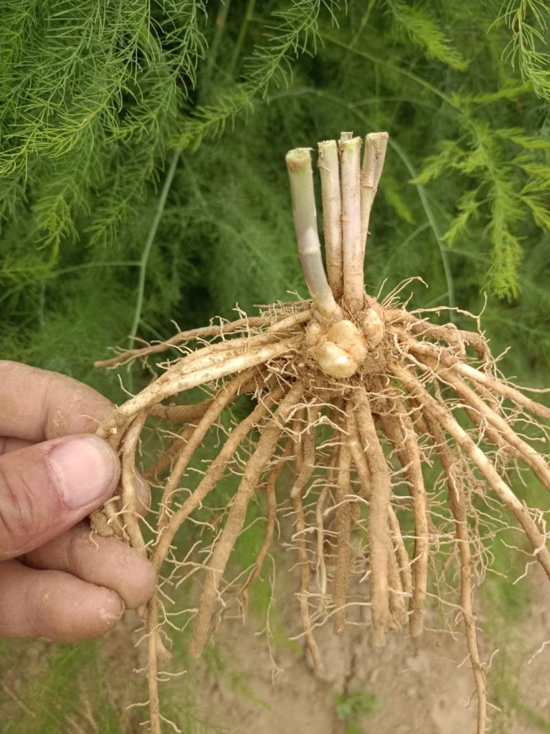 芦笋苗芦笋根苗庭院阳台盆栽绿植批发蔬菜苗三年苗四季种植