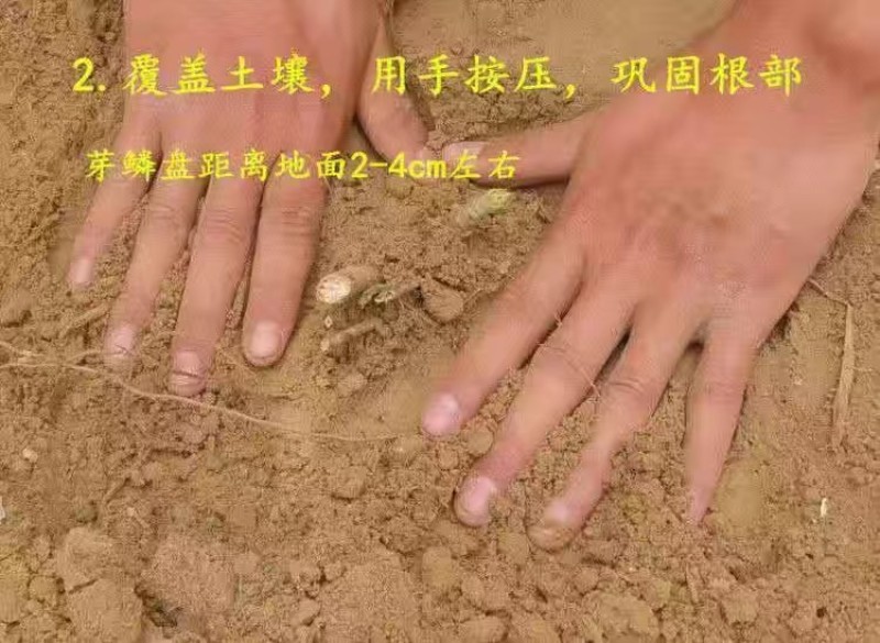 芦笋苗芦笋根苗庭院阳台盆栽绿植批发蔬菜苗三年苗四季种植