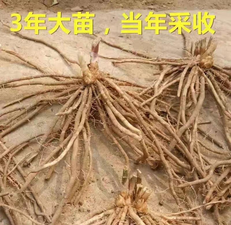 芦笋苗芦笋根苗庭院阳台盆栽绿植批发蔬菜苗三年苗四季种植