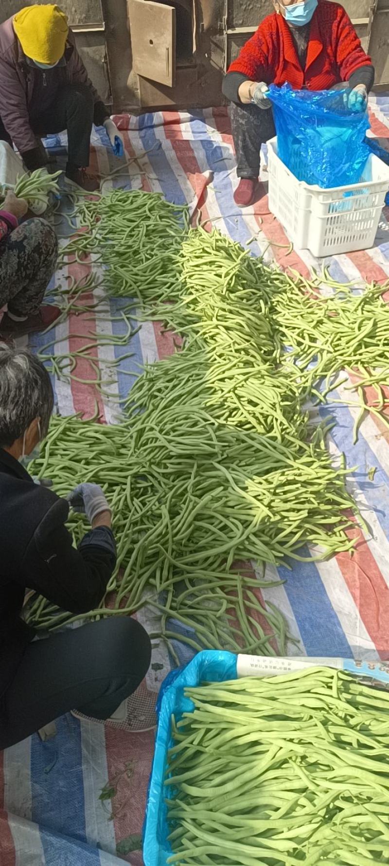 精品无丝豆